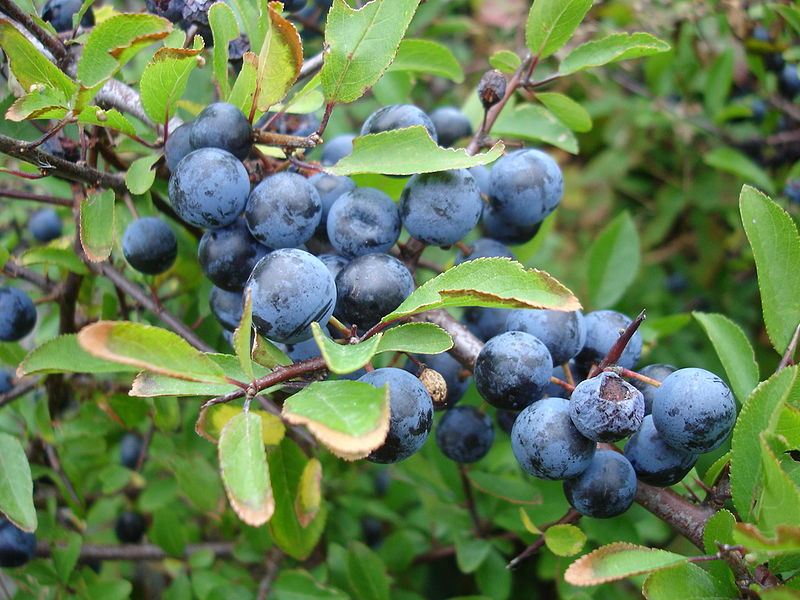 Sloe Berries